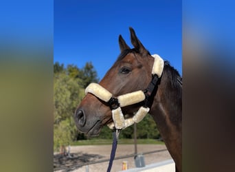 Oldenburger Springpferd, Wallach, 5 Jahre, Brauner