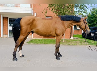 Oldenburger Springpferd, Wallach, 5 Jahre, Brauner
