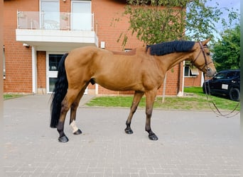 Oldenburger Springpferd, Wallach, 5 Jahre, Brauner