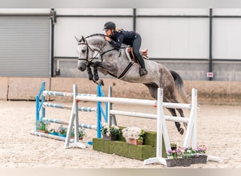 Oldenburger Springpferd, Wallach, 5 Jahre, Schimmel