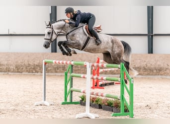 Oldenburger Springpferd, Wallach, 5 Jahre, Schimmel