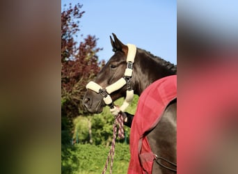 Oldenburger Springpferd, Wallach, 5 Jahre