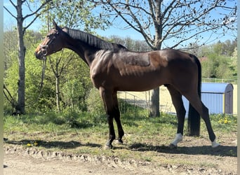 Oldenburger Springpferd, Wallach, 6 Jahre, 160 cm, Brauner