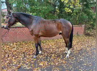 Oldenburger Springpferd, Wallach, 6 Jahre, 164 cm, Dunkelbrauner