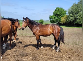 Oldenburger Springpferd, Wallach, 6 Jahre, 164 cm, Dunkelbrauner