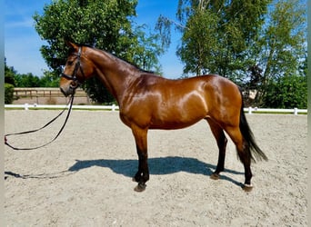 Oldenburger Springpferd, Wallach, 6 Jahre, 165 cm, Brauner