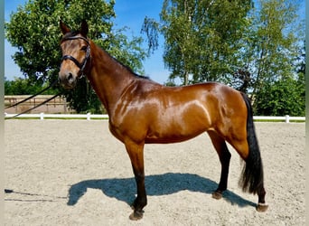 Oldenburger Springpferd, Wallach, 6 Jahre, 165 cm, Brauner