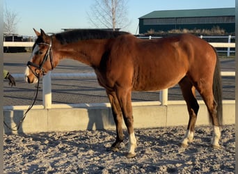 Oldenburger Springpferd, Wallach, 6 Jahre, 165 cm, Brauner
