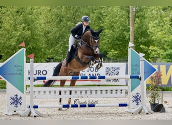 Oldenburger Springpferd, Wallach, 6 Jahre, 165 cm, Brauner