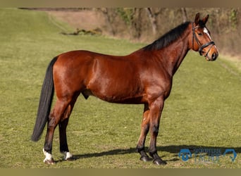 Oldenburger Springpferd, Wallach, 6 Jahre, 165 cm, Brauner