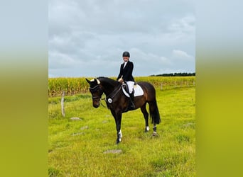 Oldenburger Springpferd, Wallach, 6 Jahre, 165 cm, Dunkelbrauner