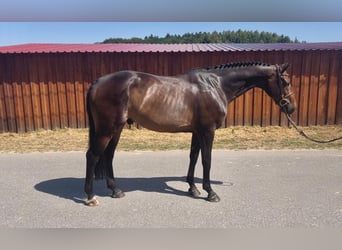 Oldenburger Springpferd, Wallach, 6 Jahre, 165 cm, Dunkelbrauner