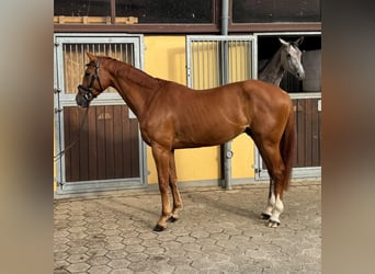 Oldenburger Springpferd, Wallach, 6 Jahre, 165 cm, Fuchs