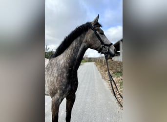 Oldenburger Springpferd, Wallach, 6 Jahre, 165 cm, Schimmel