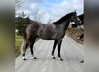 Oldenburger Springpferd, Wallach, 6 Jahre, 165 cm, Schimmel