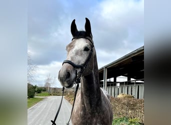 Oldenburger Springpferd, Wallach, 6 Jahre, 165 cm, Schimmel