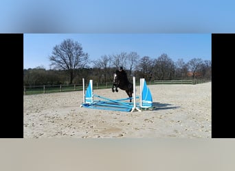 Oldenburger Springpferd, Wallach, 6 Jahre, 165 cm, Schimmel