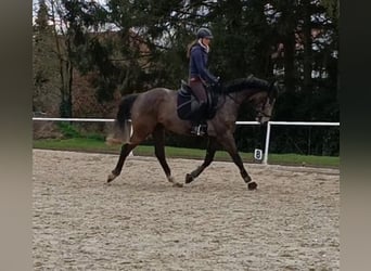 Oldenburger Springpferd, Wallach, 6 Jahre, 165 cm, Schimmel