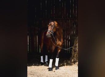 Oldenburger Springpferd, Wallach, 6 Jahre, 166 cm, Brauner