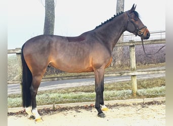 Oldenburger Springpferd, Wallach, 6 Jahre, 166 cm, Dunkelbrauner