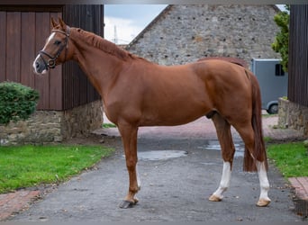 Oldenburger Springpferd, Wallach, 6 Jahre, 166 cm, Fuchs