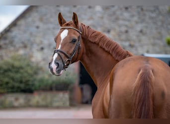 Oldenburger Springpferd, Wallach, 6 Jahre, 166 cm, Fuchs