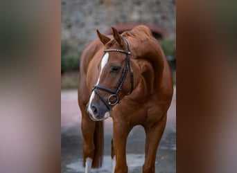 Oldenburger Springpferd, Wallach, 6 Jahre, 166 cm, Fuchs