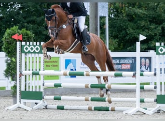 Oldenburger Springpferd, Wallach, 6 Jahre, 166 cm, Fuchs