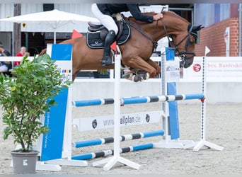 Oldenburger Springpferd, Wallach, 6 Jahre, 166 cm, Fuchs