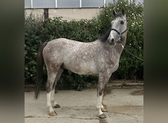 Oldenburger Springpferd, Wallach, 6 Jahre, 167 cm, Apfelschimmel