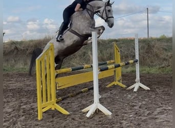 Oldenburger Springpferd, Wallach, 6 Jahre, 167 cm, Apfelschimmel