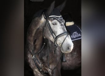Oldenburger Springpferd, Wallach, 6 Jahre, 168 cm, Apfelschimmel