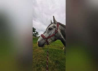 Oldenburger Springpferd, Wallach, 6 Jahre, 168 cm, Fliegenschimmel