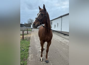 Oldenburger Springpferd, Wallach, 6 Jahre, 168 cm, Fuchs
