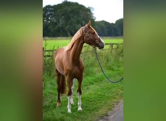 Oldenburger Springpferd, Wallach, 6 Jahre, 168 cm, Fuchs