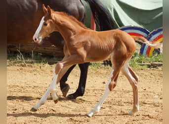 Oldenburger Springpferd, Wallach, 6 Jahre, 168 cm, Fuchs