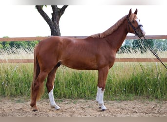 Oldenburger Springpferd, Wallach, 6 Jahre, 168 cm, Fuchs