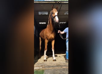 Oldenburger Springpferd, Wallach, 6 Jahre, 168 cm, Fuchs