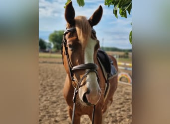 Oldenburger Springpferd, Wallach, 6 Jahre, 168 cm, Fuchs