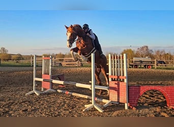 Oldenburger Springpferd, Wallach, 6 Jahre, 168 cm, Fuchs