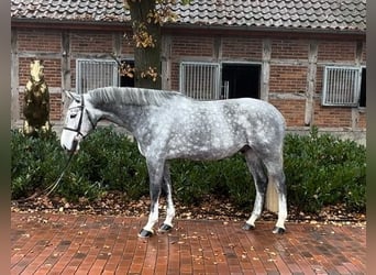 Oldenburger Springpferd, Wallach, 6 Jahre, 168 cm, Schimmel