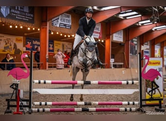 Oldenburger Springpferd, Wallach, 6 Jahre, 168 cm, Schimmel