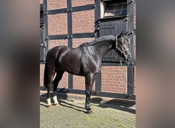 Oldenburger Springpferd, Wallach, 6 Jahre, 169 cm, Rappe