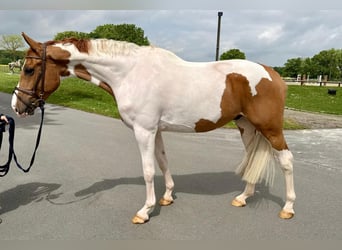 Oldenburger Springpferd, Wallach, 6 Jahre, 169 cm, Schecke