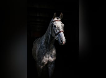 Oldenburger Springpferd, Wallach, 6 Jahre, 170 cm, Apfelschimmel