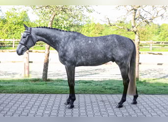 Oldenburger Springpferd, Wallach, 6 Jahre, 170 cm, Apfelschimmel