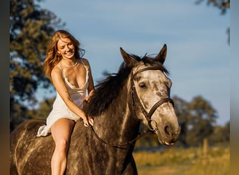 Oldenburger Springpferd, Wallach, 6 Jahre, 170 cm, Apfelschimmel
