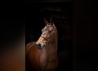 Oldenburger Springpferd, Wallach, 6 Jahre, 170 cm, Brauner