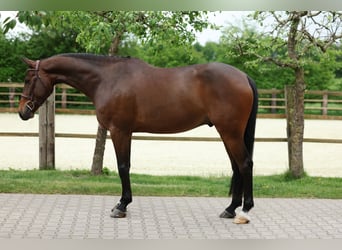 Oldenburger Springpferd, Wallach, 6 Jahre, 170 cm, Brauner