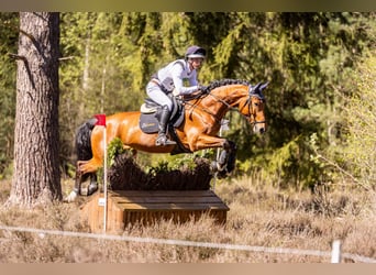 Oldenburger Springpferd, Wallach, 6 Jahre, 170 cm, Brauner